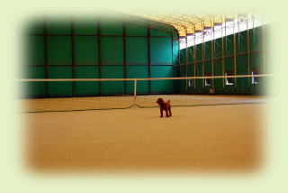 Forest Tennis Club